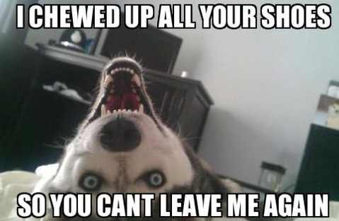 Evil Siberian Husky
